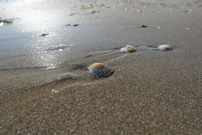 Surface level of shells on beach