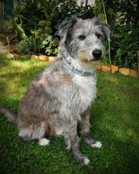 Portrait of dog sitting on field