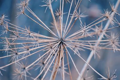 Close-up of dried plant