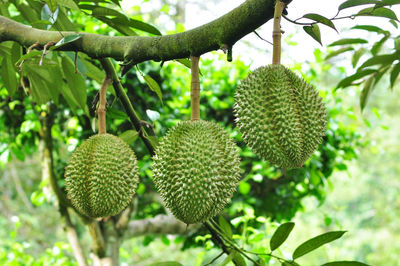 Close-up of fruits hanging on tree