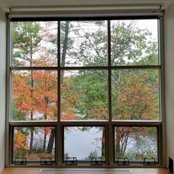 Trees seen through window during winter