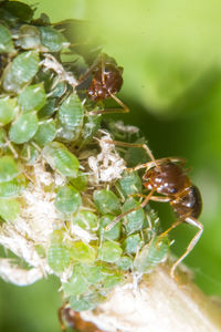 Close-up of insect on leaf
