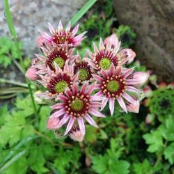 Close-up of pink flower