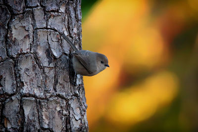 Close-up of cute bird perching on tree trunk