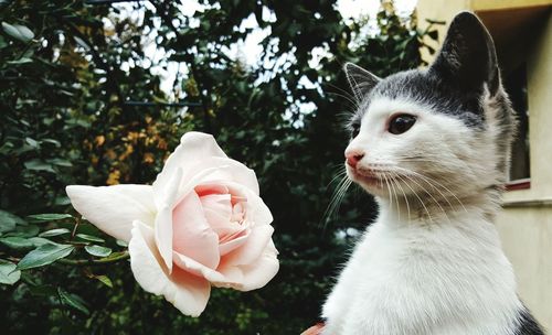 Close-up of cat by rose blooming outdoors