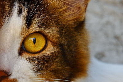 Close-up portrait of a cat