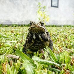 Close-up of lizard on grass