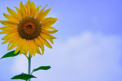 Close-up of sunflower against sky