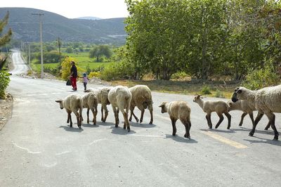 View of sheep grazing on road