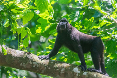 Low angle view of monkey on tree in forest