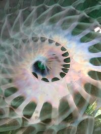 Close-up of fish underwater