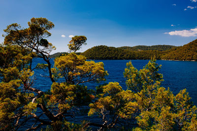 Trees by lake against sky