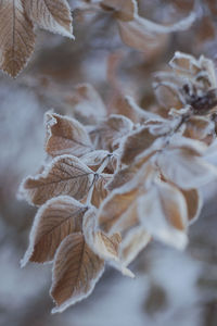 Close-up of frozen dry leaves