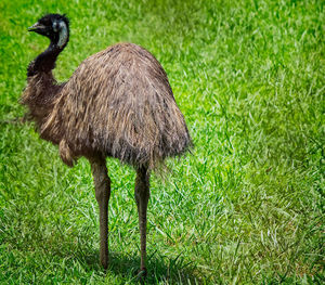 Emu in field