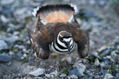 Close-up of a bird looking away