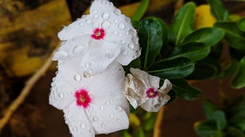 Close-up of white flowering plant