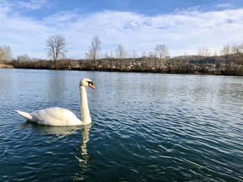 Swan swimming in lake