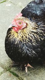 Rooster in zoo