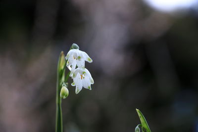 Close-up of white flowering plant