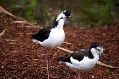 Bird perching on ground