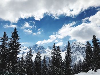 Pine trees on snow covered mountains against sky