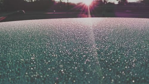 Close-up of illuminated grass at sunset
