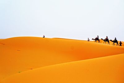 People riding camels on desert against clear sky