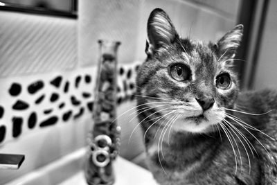 animal themes