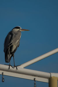 Low angle view of bird perching on railing against clear sky