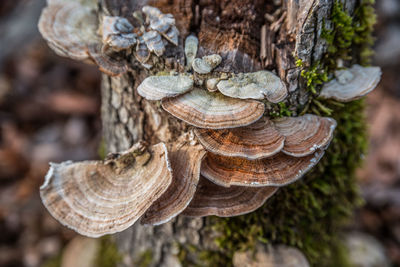 Close-up of mushrooms growing outdoors