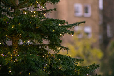 Close-up of christmas tree at night