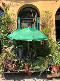 Potted plants on table outside house