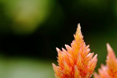 Close-up of orange flower