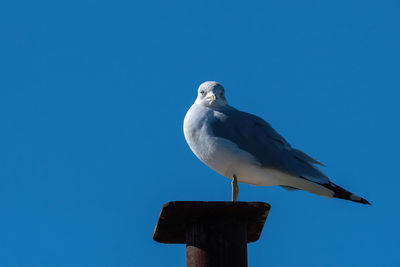 Low angle view of seagull perching on wooden post against clear blue sky