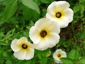 Close-up of white flowering plant