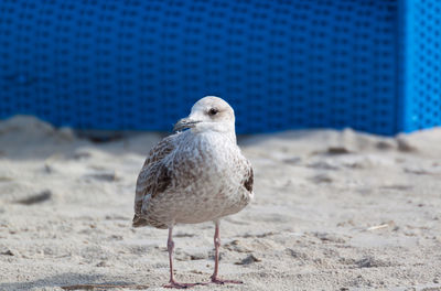 Close-up of seagull perching on sand at beach