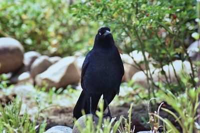 Great-tailed grackle bird close up in puerto vallarta mexico.