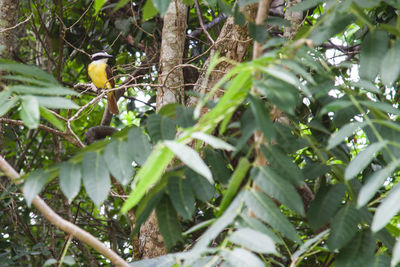 Bird perching on tree