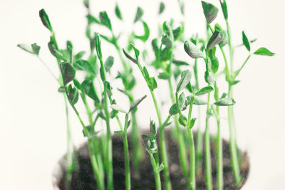 Close-up of plant against white background