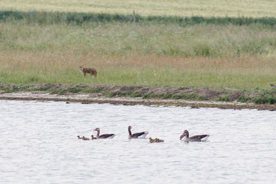 Ducks swimming in lake