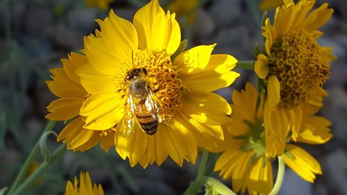Close-up of honey bee pollinating on yellow flower