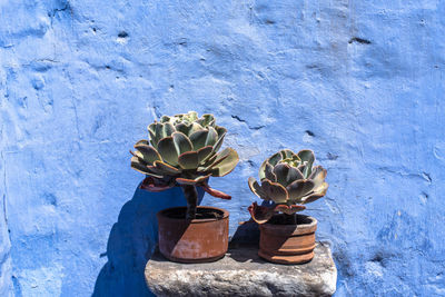 High angle view of potted plant