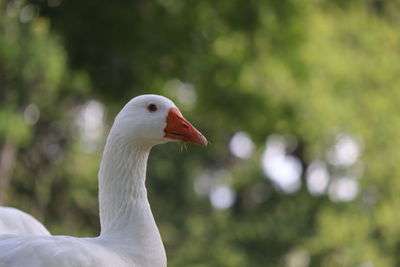 Close-up of a bird looking away