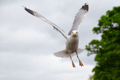 Low angle view of seagull flying