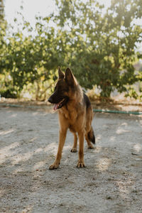 Dog running on road