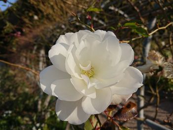 Close-up of white flower blooming outdoors