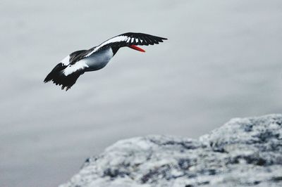 View of a bird flying over the rocks