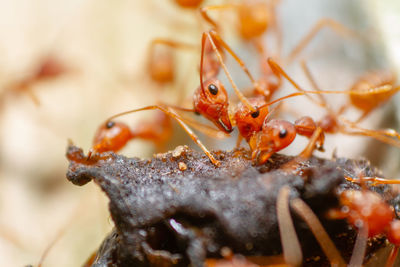Close-up of insect