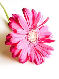 Close-up of gerbera daisy flower on white background