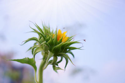 Close-up of insect on plant